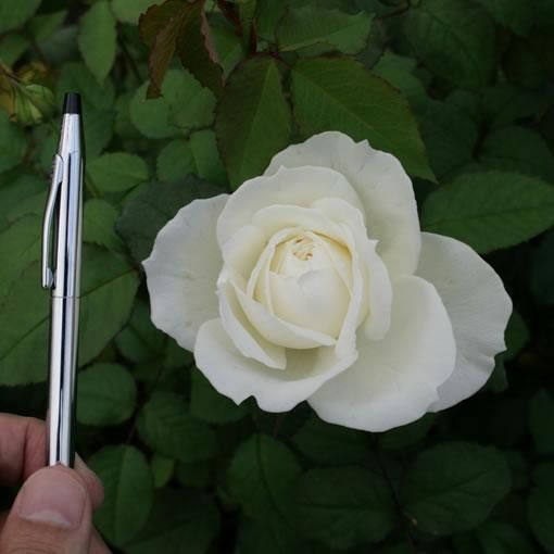 シェドゥーブル バラ 薔薇 オキツローズナーセリー シェドゥーブル バラ 薔薇 オキツローズナーセリー