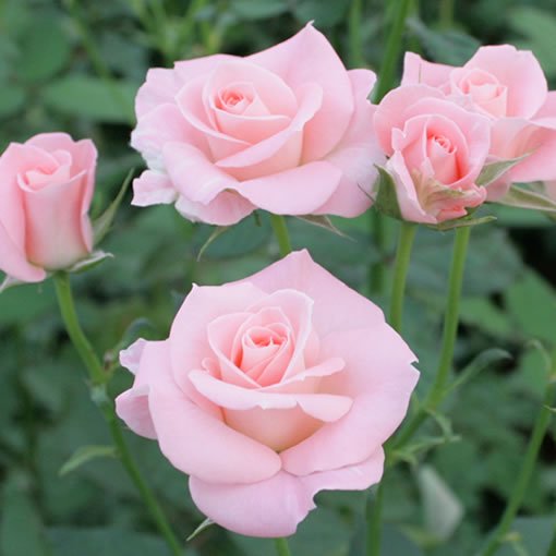 ブライダルスプレー バラ 薔薇 の通販 花束やバラ風呂セットのオキツローズナーセリー