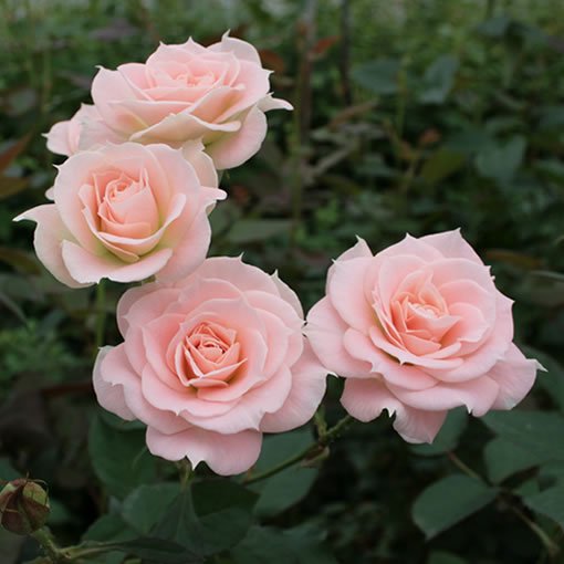 ロゼンダ バラ 薔薇 の通販 花束やバラ風呂セットのオキツローズナーセリー