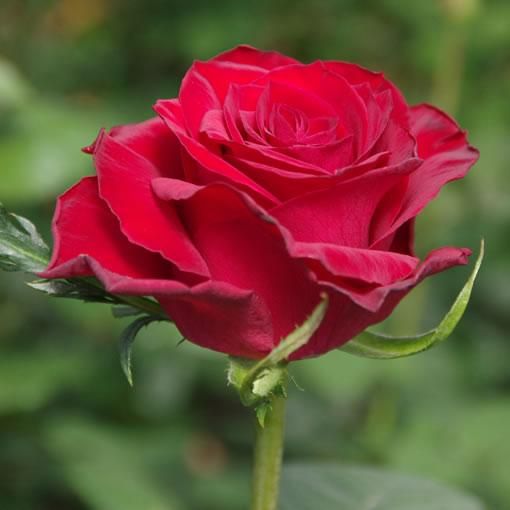 クリストローゼ バラ 薔薇 の販売 オキツローズナーセリー クリストローゼ バラ 薔薇 の販売 オキツローズナーセリー