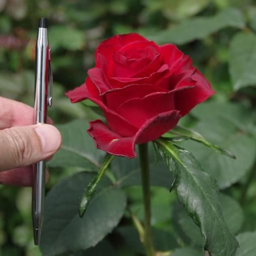 クリストローゼ バラ 薔薇 の販売 オキツローズナーセリー クリストローゼ バラ 薔薇 の販売 オキツローズナーセリー
