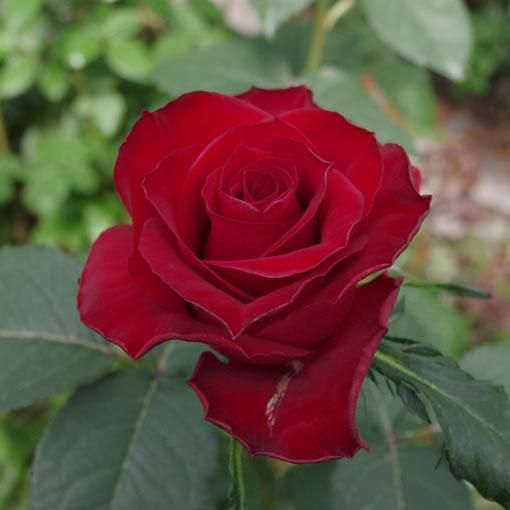 クリストローゼ バラ 薔薇 の販売 オキツローズナーセリー クリストローゼ バラ 薔薇 の販売 オキツローズナーセリー