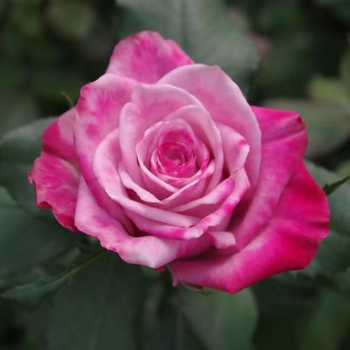 インフィーズドピンク バラ 薔薇 の販売 オキツローズナーセリー インフィーズドピンク バラ 薔薇 の販売 オキツローズナーセリー