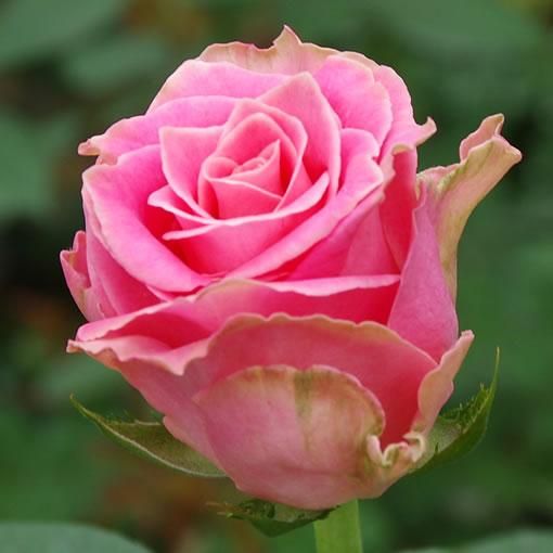 アーリエス バラ 薔薇 オキツローズナーセリー アーリエス バラ 薔薇 オキツローズナーセリー