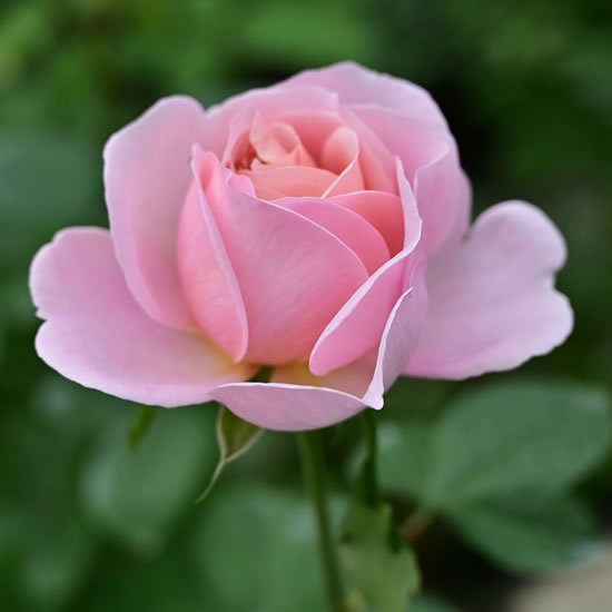 ショコラロマンチカ｜バラ（薔薇）の販売｜オキツローズナーセリー