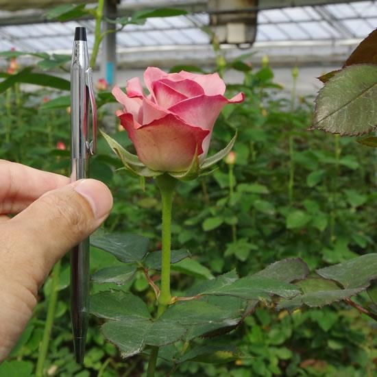 ハロウィン バラ 薔薇 の販売 オキツローズナーセリー