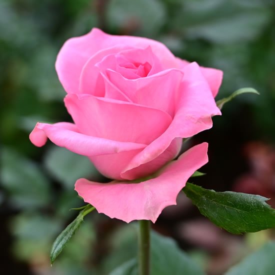 ブロッサムピンク｜バラ（薔薇）の販売｜オキツローズナーセリー