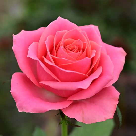 エースピンク バラ 薔薇 の販売 オキツローズナーセリー
