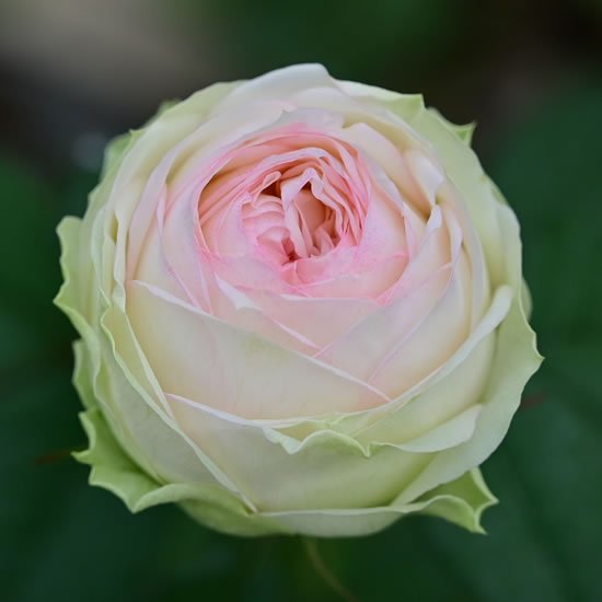 アルヌブラン｜バラ（薔薇）の販売｜オキツローズナーセリー