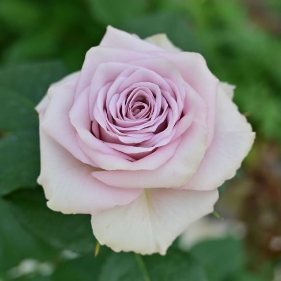 プラムマリー（50〜60cm） | ティー微香の品種 - バラ（薔薇）の通販｜花束やバラ風呂セットのオキツローズナーセリー