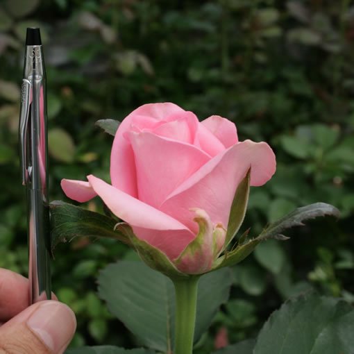 ピンクダイアモンド｜バラ（薔薇）｜オキツローズナーセリー