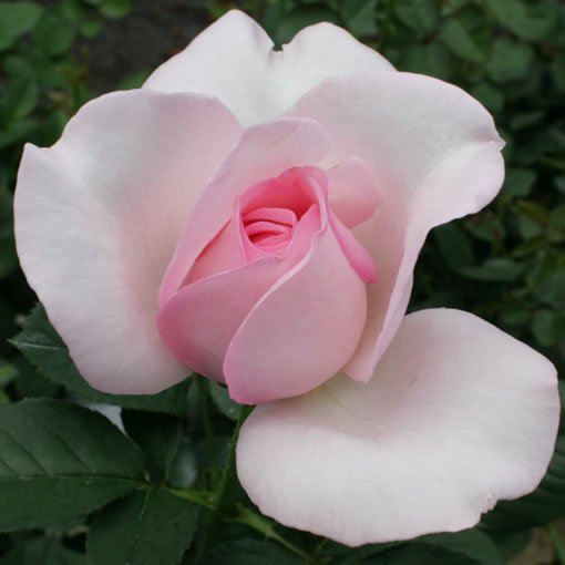 サキチェリーno 7 バラの品種 の販売 バラ 薔薇 の専門店 オキツローズナーセリー
