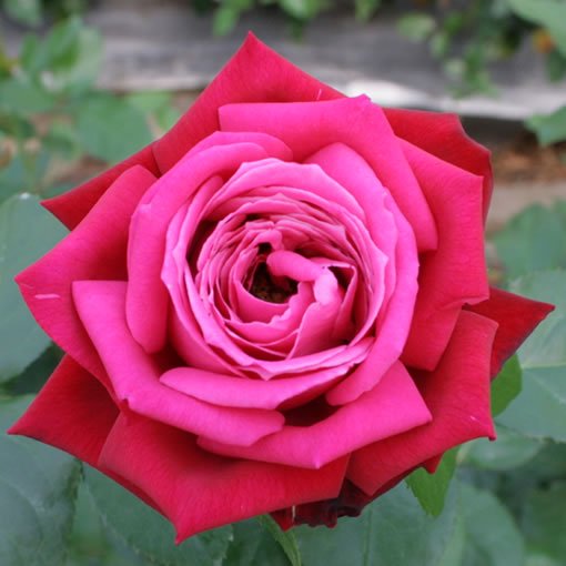 エモーション プロフォンド バラの品種 の販売 薔薇の専門店 オキツローズナーセリー