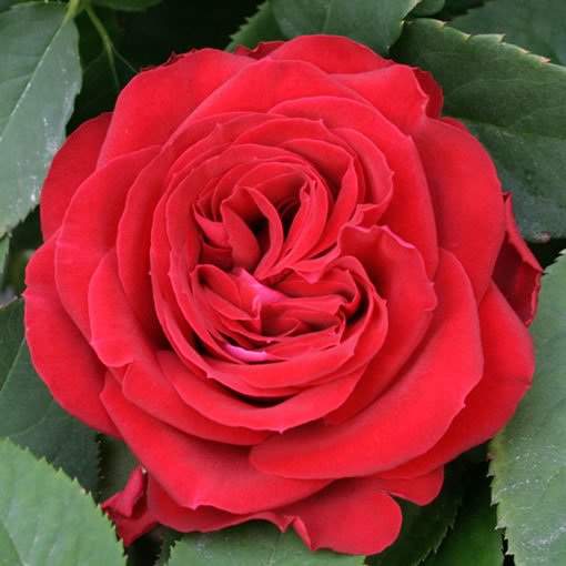 レッドエレガンス バラの品種 の販売 バラ 薔薇 の専門店 オキツローズナーセリー