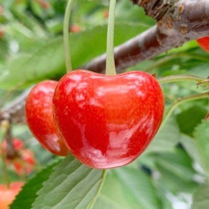 さくらんぼう様 さくらんぼ新品種「ジュノハート」3L～4Lサイズ×18粒入』のお