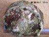 夜光貝貝殻[L]1.2kg〜1.4kg未満