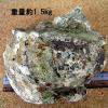夜光貝貝殻[LL]1.4kg〜1.6kg未満