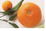 柚子セラミド、オレンジオイル