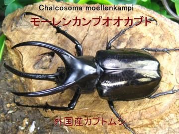 モーレンカンプオオカブト販売、外国産カブトムシ販売、モーレンカンプ