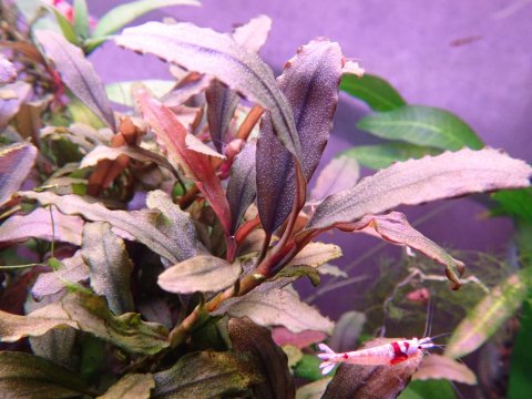 Bucephalandra sp S.W Sintang - 水草販売（通販） みずのくさ