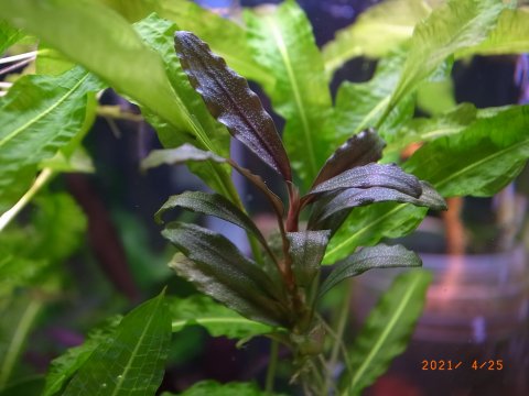 Bucephalandra sp S.W Sintang - 水草販売（通販） みずのくさ