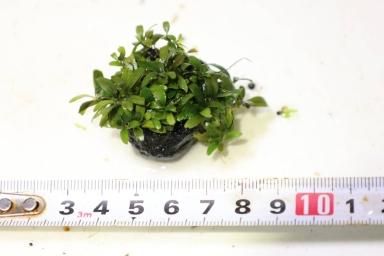 ブセファランドラ・クアラクアヤン　一塊超大量 ブセファランドラ・クアラクアヤン 一塊超大量 （活着の逸品