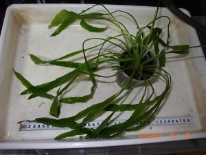 深緑系エキノドルス（オパクス,サターン,サンタマリア,ホレマニーなど）