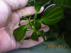 深緑系エキノドルス（オパクス,サターン,サンタマリア,ホレマニーなど）