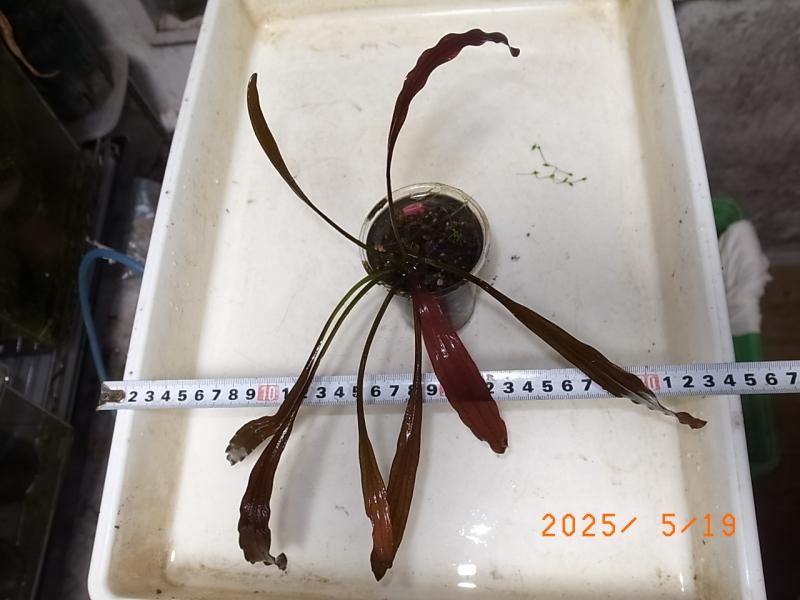 エキノドルス ジャングルスター No.1