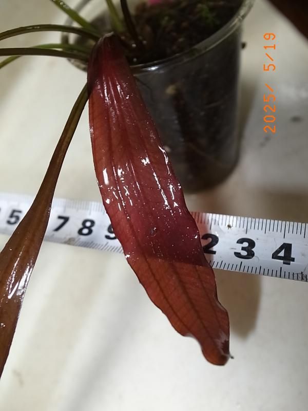 エキノドルス ジャングルスター No.1