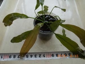お歳暮 時期 エキノドルス ダークグリーン ホレマニー 水草