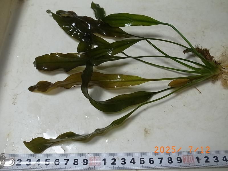 エキノドルス ホレマニー ダークグリーン⑦ ちゃん エキノドルス・ホレマニー・ダークグリーン | 水草通販 ぼのぼの