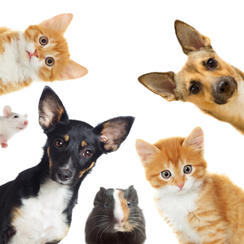 ˥ޥ륳ߥ˥40ʬ˱ʱκǤĤʤäưʪȤäȤä˭ˡ