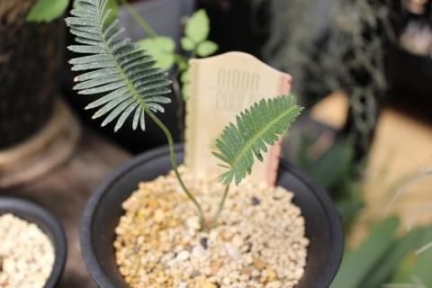 〓多肉植物〓ソテツ科サゴソテツ属-ディオーン・エデュレ