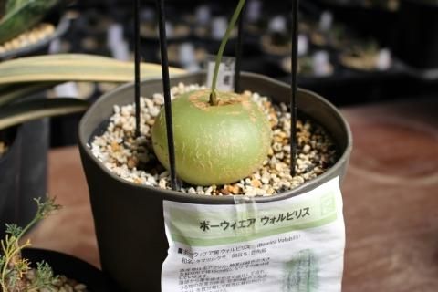 〓多肉植物〓ユリ科ボウィエア属-蒼角殿（そうかくでん）