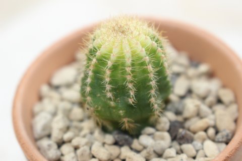 〓多肉植物〓サボテン科ロビビア属-ロイホワイト