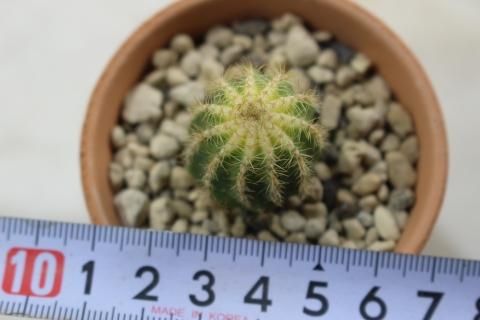 〓多肉植物〓サボテン科ロビビア属-ロイホワイト