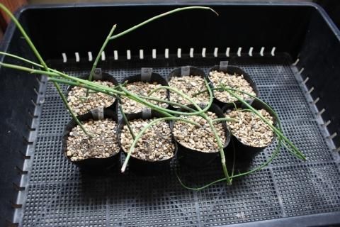 〓多肉植物〓ガガイモ科セロペギア属-アンプリアータ