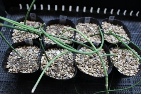 セロペギアアンプリアータ　パラシュートプランツ 〓多肉植物〓ガガイモ科セロペギア属-アンプリアータ