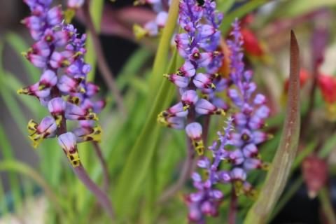 南アフリカ原産の花 ラケナリア ムタビリス