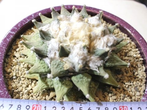 〓多肉植物〓サボテン科アリオカルプス属-怒涛花牡丹