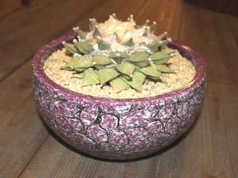 〓多肉植物〓サボテン科アリオカルプス属-怒涛花牡丹