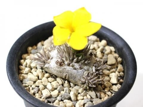 パキポディウム　ブレビカウレ　実生 約8年育成 Pachypodium brevicaule【パキポディウム・ブレビカウレ・実生