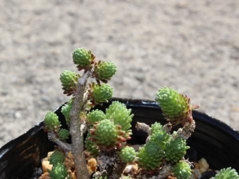 〓多肉植物〓ベンケイソウ科セダム属-小松緑 〓多肉植物〓ベンケイソウ科セダム属-小松緑