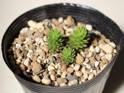 小松緑 古株【抜き苗】多肉植物 - メルカリ