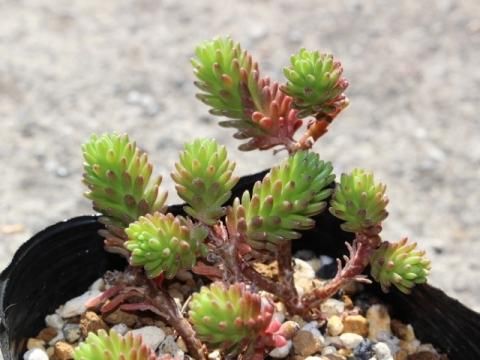 小松緑 古株【抜き苗】多肉植物 - メルカリ
