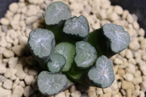 多肉植物 ハオルチア 台湾李氏実生31 鎧•炎魔 銘品 【特別編