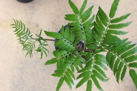 涼しげなシダ植物 涼しげなシダ植物