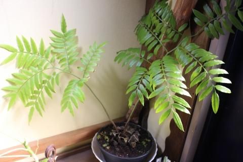 涼しげなシダ植物