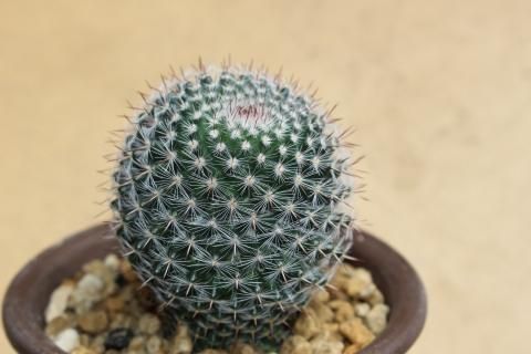 59#多肉植物アエオニウム❤️サラダボールセッカ❤️13cm 拔き苗